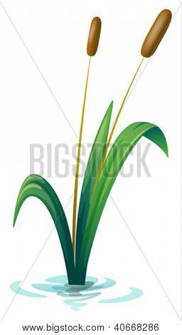 Illustratie van een plant op een witte achtergrond