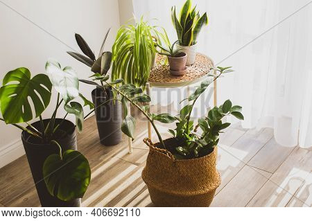 Houseplant In Pots As A Part Of Scandinavian Design
