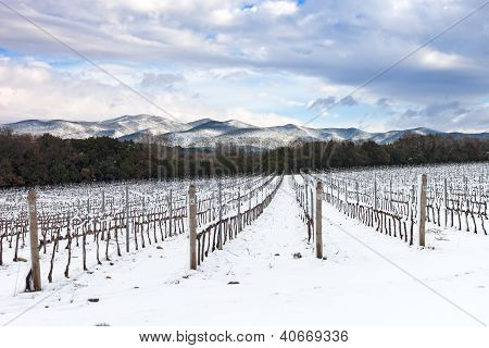 Sněhová pokrývka v zimě řádky vinic. Chianti, Florencie, Itálie
