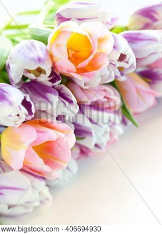 Colorful Tulips. Beautiful Tulips In Spring. Colorful Tulips. Tulips In The Garden. Beautiful Tulips