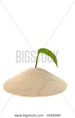 Plants frais