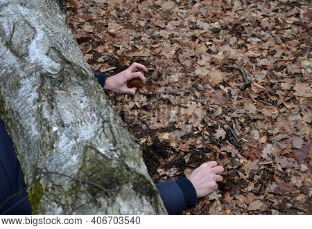 Dead Man Covered With A Tree. The Tree Turned Upside Down And Injured Itself, Falling While Walking 
