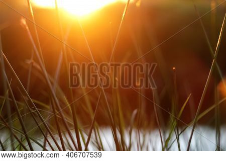 Fresh Orange Summer Background. Thin Reeds Grass On Sunset. Fine Blades Of Grass With Shining. Close