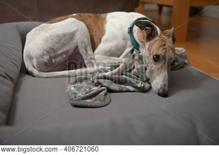 Copy Space In The Lower Half Of This Image, Over The Grey Dog Bed. In The Upper Half A Pet Rescue Gr