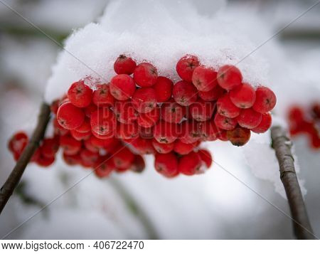 Bunch Of Red Mountain Ash Under The Snow. Winter Ashberry Under The Snow Close Up. Groups Of Bright 