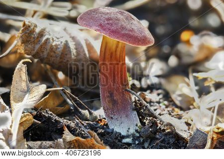 The Ruby Bolete (hortiboletus Rubellus) Is An Edible Mushroom , An Intresting Photo
