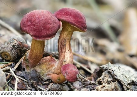 The Ruby Bolete (hortiboletus Rubellus) Is An Edible Mushroom , An Intresting Photo