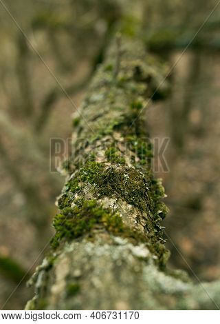 Green Lichen On The Bark Of A Tree. The Trunk Of The Tree Is Affected By Lichen. Moss On A Tree Bran