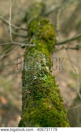 Green Lichen On The Bark Of A Tree. The Trunk Of The Tree Is Affected By Lichen. Moss On A Tree Bran