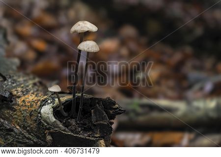 The Garlic Parachute (mycetinis Alliaceus) Is An Edible Mushroom , An Intresting Photo