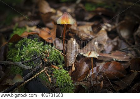 The Saffrondrop Bonnet (mycena Crocata) Is An Inedible Mushroom , An Intresting Photo