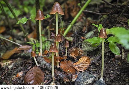 An Indefinite Fungus From The Genus Psathyrella , An Intresting Photo