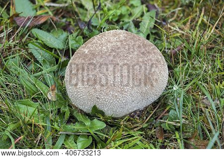 The Lycoperdon Utriforme Is An Edible Mushroom , An Intresting Photo