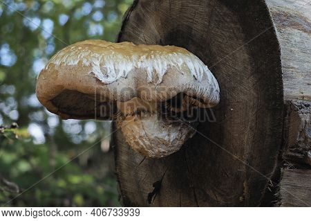 The Poplar Pholiota (hemipholiota Populnea) Is An Inedible Mushroom , An Intresting Photo