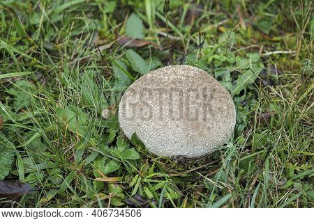 The Lycoperdon Utriforme Is An Edible Mushroom , An Intresting Photo
