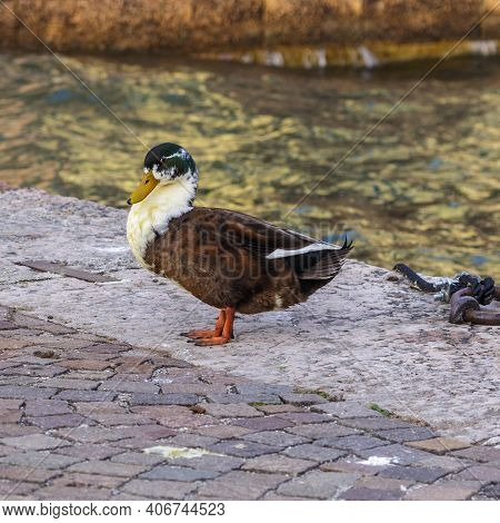 Duck On The Shores Of Lake Garda Resting In Winter.