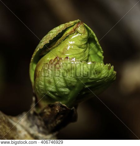 Bud Of A Plant That Is Growing In Late Winter.