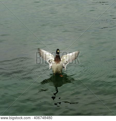 Wild Duck Of Lake Garda In Winter. Low Temperatures Make Them Slow And Quieter.