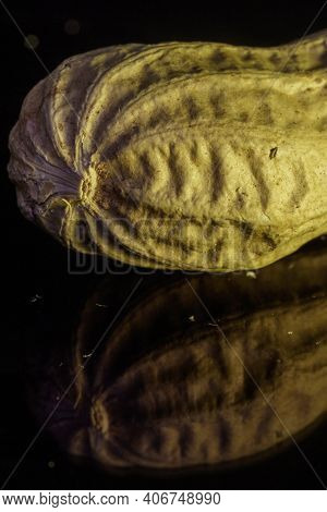Peanut Resting On A Black Reflective Background.