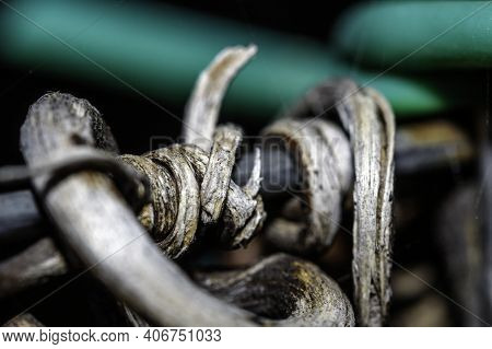 Twigs Of A Vine Rolled Up On The Wire.