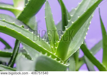 Aloe Arborescens Is A Succulent Plant From The Aloeaceae Family Used Both As An Ornamental Plant In 