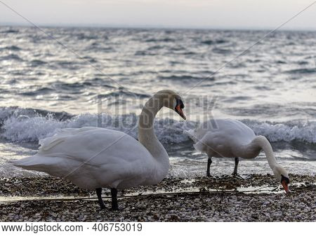 Swans On The Shore Of Lake Garda In Winter Trying To Warm Up And Looking For Food.
