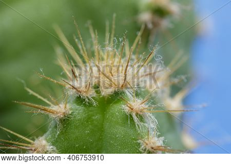 Macro Of Cactus Thorns. The Thin, Stiff Needle-like Tips Of Cacti Are Actually Modified Leaves.