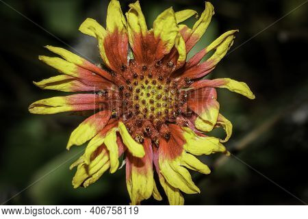 Gaillardia Arizonica, Arizonia Blanket Flower, Is A Species Of Flowering Plant In The Sunflower Fami