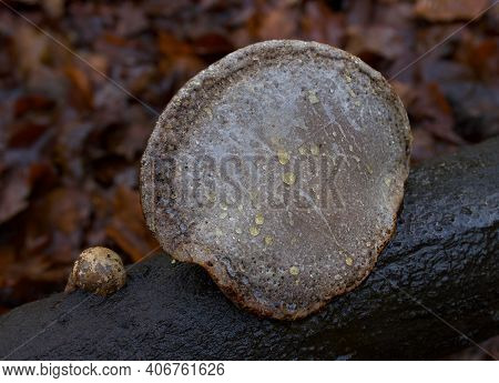 Round Brown Sweaty Tree Fungus With Autumn Leaves In Background
