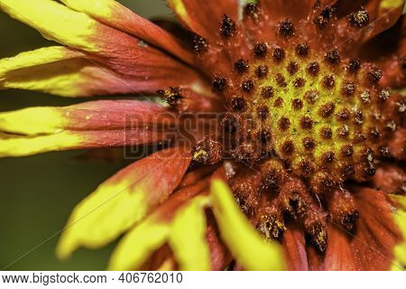 Gaillardia Arizonica, Arizonia Blanket Flower, Is A Species Of Flowering Plant In The Sunflower Fami