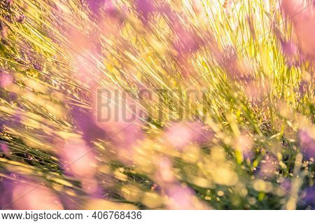 Artistic Nature Closeup, Summer Sunset Floral Background, Blur Bokeh Nature. Abstract Romance Nature