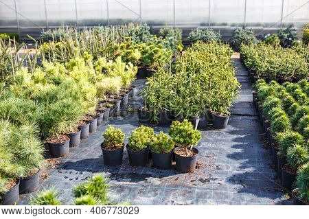 Rows Of Young Conifers In Greenhouse With A Lot Of Plants On Plantation
