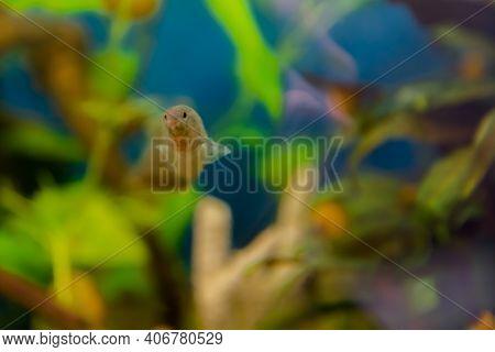 Macrognathus Is A Genus Of Eel-like Fish From The Family Mastacembelidae.
