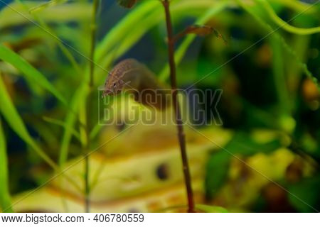 Macrognathus Is A Genus Of Eel-like Fish From The Family Mastacembelidae.