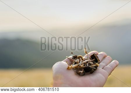 Psilocybin Mushrooms In Hand. Hallucinogenic And Psychedelic Substances. Psilocybe Semilanceata. Dru