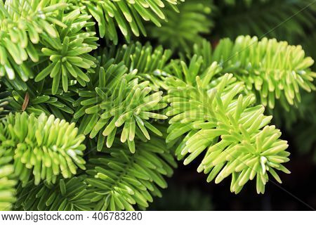 Closeup Of The Needles On A Dwarf Balsam Fir