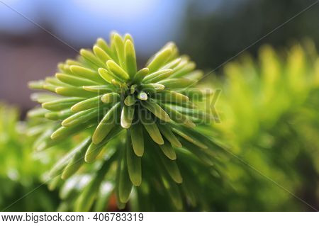 Closeup Of The Needle Tips On A Fir Tree