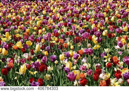 Field Of Hunderts Of Colorful Tulips In The Netherlands