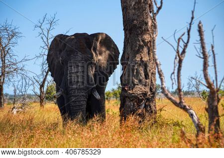 Elephant In The Kruger National Park, South Africa. Big Five. Big Elephant Stands Next To A Mighty T