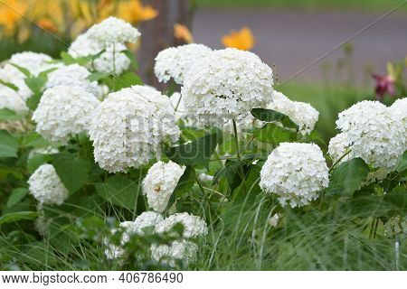 Annabelle Hydrangea (smooth Hydrangea) Is A Hydrangeaceae Deciduous Shrub That Is Native To The Unit