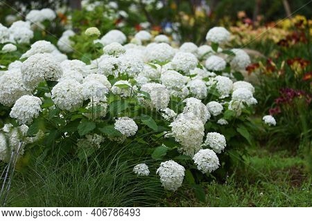 Annabelle Hydrangea (smooth Hydrangea) Is A Hydrangeaceae Deciduous Shrub That Is Native To The Unit