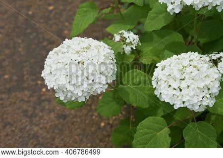Annabelle Hydrangea (smooth Hydrangea) Is A Hydrangeaceae Deciduous Shrub That Is Native To The Unit