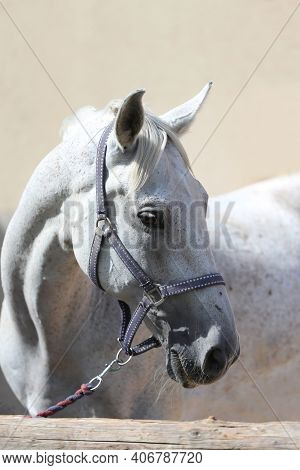 Face Of A Purebred Gray Horse. Portrait Of Beautiful Gray Mare. A Head Shot Of A Single Horse. Grey 
