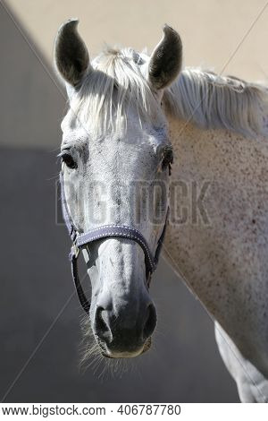 Face Of A Purebred Gray Horse. Portrait Of Beautiful Gray Mare. A Head Shot Of A Single Horse. Grey 