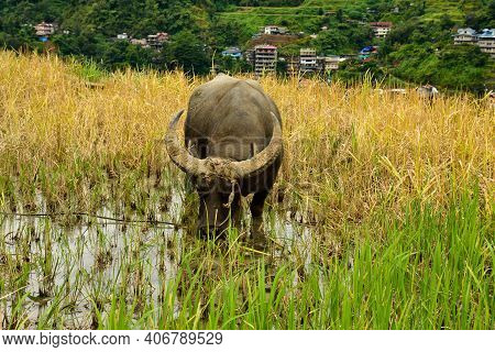 Carabao Water Buffel Stands In The Rice Field In The Philippines
