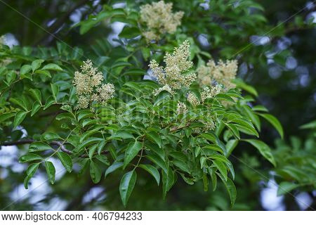 Fraxinus Griffithii Is An Oleaceae Evergreen Tree That Produces Many Small White Flowers From May To