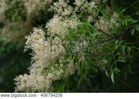 Fraxinus Griffithii Is An Oleaceae Evergreen Tree That Produces Many Small White Flowers From May To