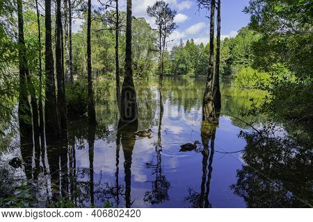 View From Lake Edge Of Mclaren Falls Lake Through Trees Growing In Water To Greenery Behind.