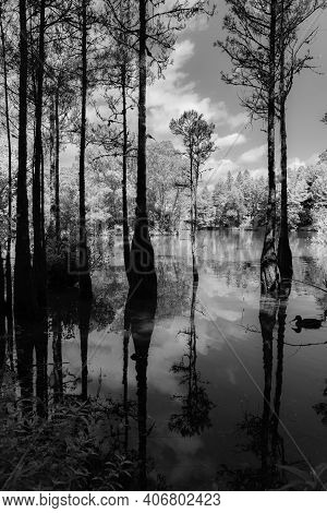 View From Lake Edge Of Mclaren Falls Lake Through Trees Growing In Water To Greenery Behind.