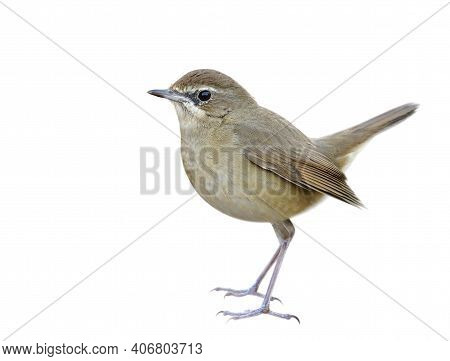 Beautiful Brown Bird Isolated On Whtie Background Showing Details From Face Head Body Tail Legs And 